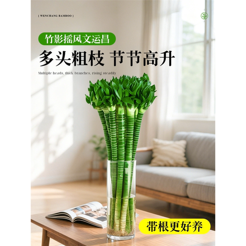 文昌竹龙竹金榜题名发财竹富贵竹客厅水培植物室内绿植盆栽好养活 - 图1