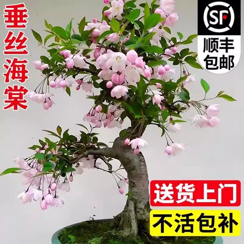 垂丝海棠花盆栽鲜花四季花卉树苗盆景老桩花卉植物室内花绿植真花 - 图2