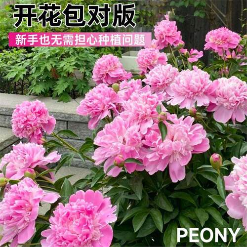 重瓣芍药花苗四季播种开花带芽大根块种球御前表演多年生花卉盆栽 - 图2