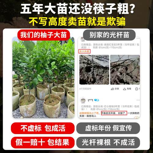 柚子树苗红心蜜柚沙田柚青柚四季果树果苗大全嫁接苗盆栽南方种植 - 图3