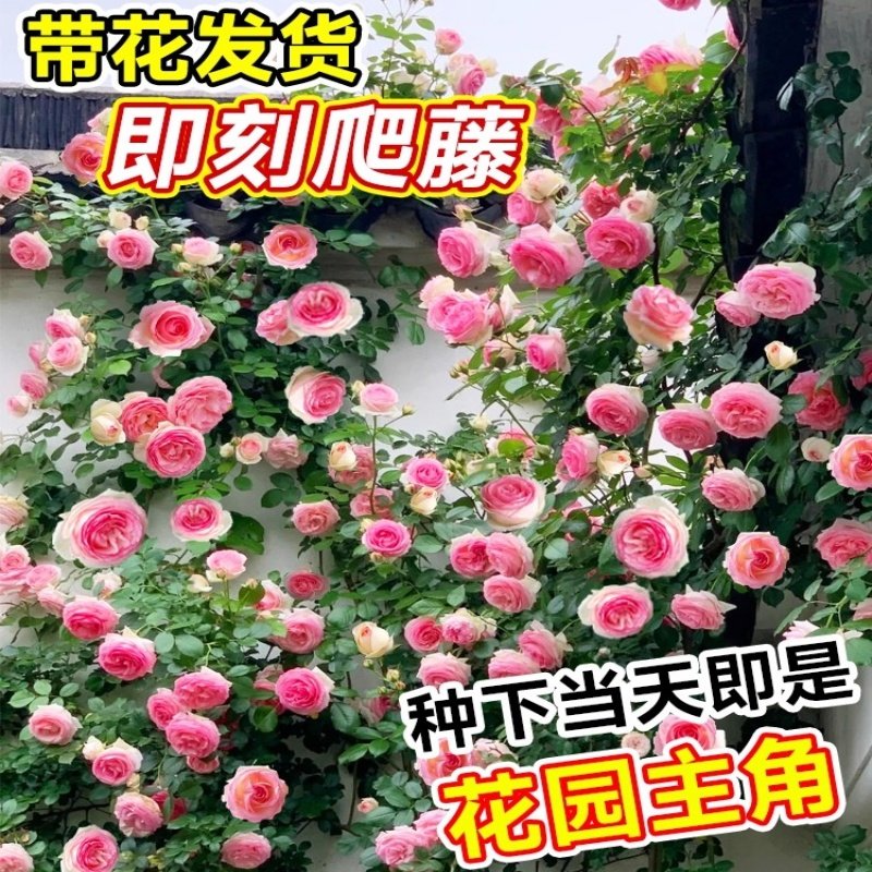 特大粉色龙沙宝石爬藤月季花树苗盆栽爬墙蔷薇四季好养开花苞玫瑰,淘宝优惠券,粉丝福利购,淘宝优惠卷