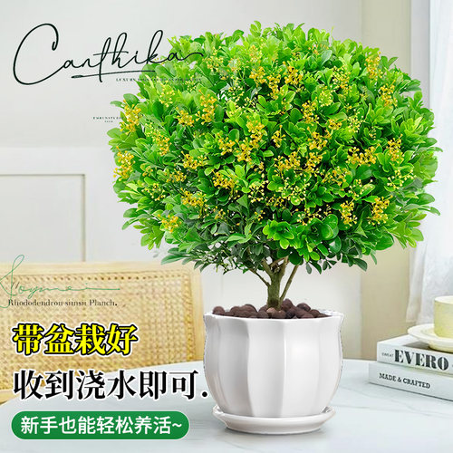 香水米兰花盆栽大盆带花苞浓香好养花卉植物室内四季开花驱蚊绿植 - 图2