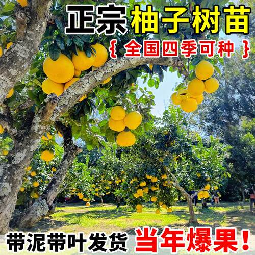 柚子树苗红心蜜柚沙田柚青柚四季果树果苗大全嫁接苗盆栽南方种植 - 图1