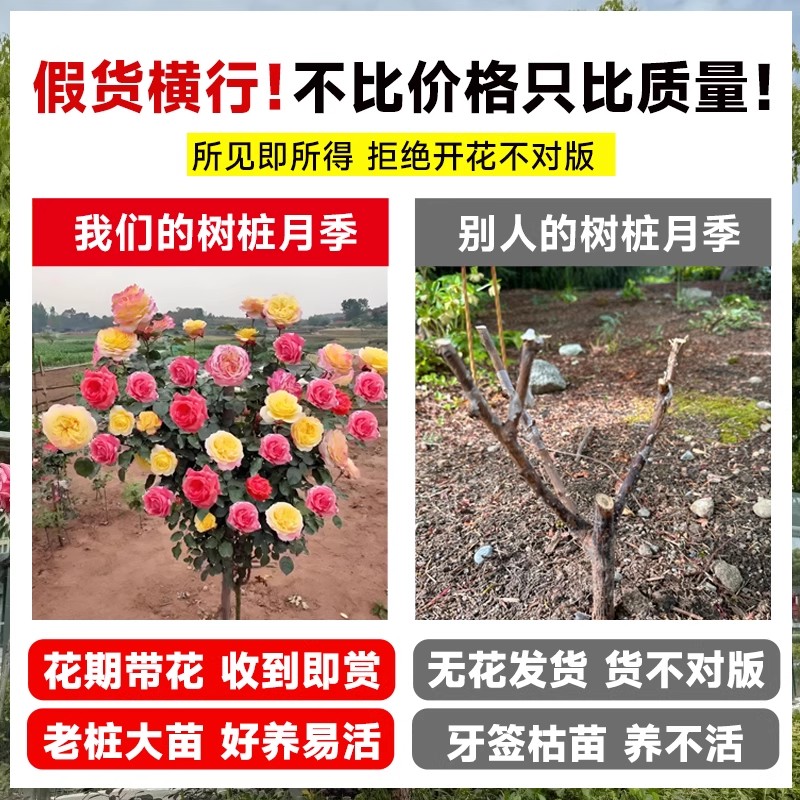 棒棒糖月季树桩月季花苗庭院多季开花植物盆栽特大玫瑰花树苗老桩 - 图2
