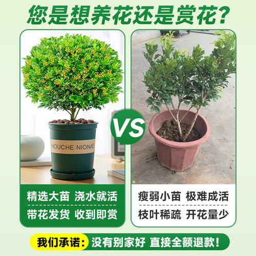香水米兰花盆栽大盆带花苞浓香好养花卉植物室内四季开花驱蚊绿植 - 图0