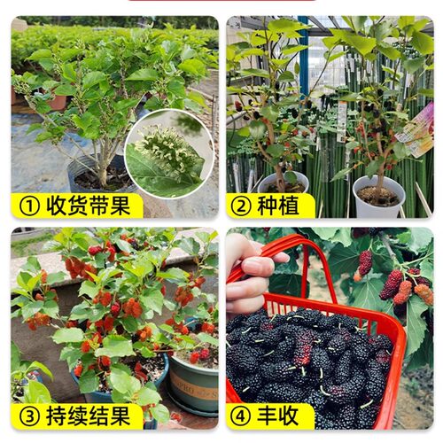 精选桑树苗当年结果盆栽地栽阳台庭院四季可种南北方种植耐寒抗旱 - 图3