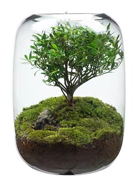 创意桌面苔藓微景观成品盆景好养鲜活绿植生态瓶盆栽现代简约花瓶