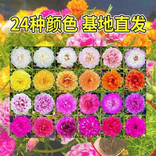 太阳花重瓣苗枝条盆栽混色大花带根带花苞室内花卉绿植好活易养 - 图3