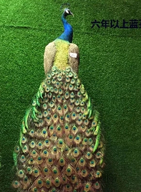 鸟然蓝 羽白毛仿真天类动物 装饰品摆件手