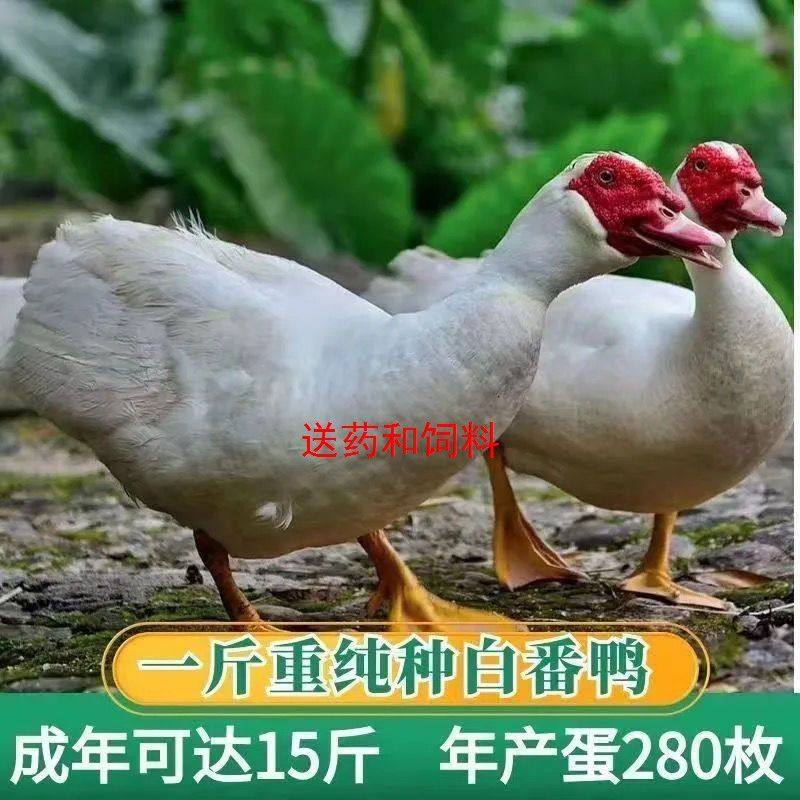一斤白番鸭活体大种鸭子活物正宗红脸翻鸭黑翻鸭散养青年下鸡笼子,淘宝优惠券,粉丝福利购,淘宝优惠卷