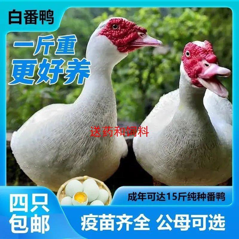 一斤白番鸭活体大种鸭子活物正宗红脸翻鸭黑翻鸭散养青年下鸡笼子,淘宝优惠券,粉丝福利购,淘宝优惠卷