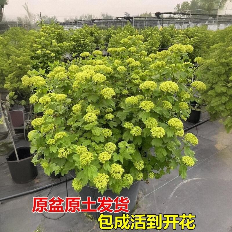欧洲木绣球树苗玫瑰别墅庭院风景树花苗盆栽耐寒木本斗球中华大苗,淘宝优惠券,粉丝福利购,淘宝优惠卷