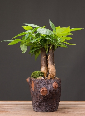 发财树家居装饰品办公客厅茶几绿萝文竹陶瓷花盆招财创意桌面摆件