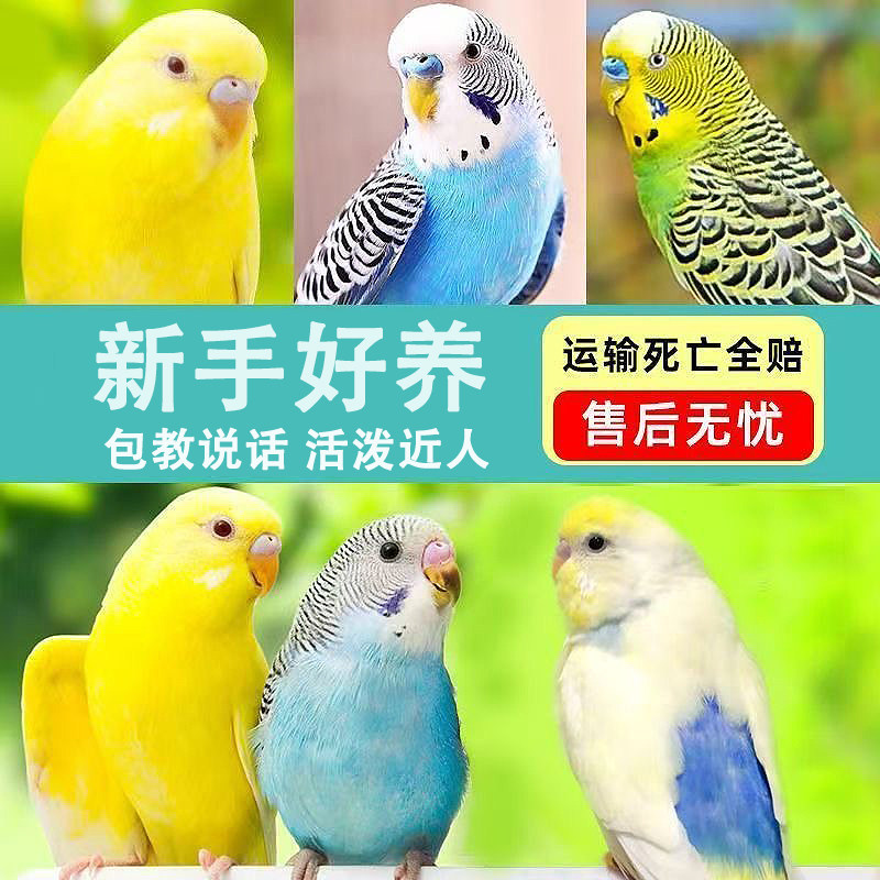 鹦鹉活鸟活物虎皮鹦鹉会学说话的鸟类宠物鸟云斑小型家养小鸟活体,淘宝优惠券,粉丝福利购,淘宝优惠卷