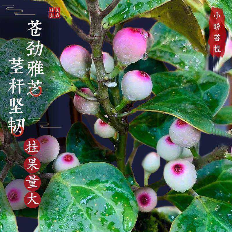 菩提树盆栽小盼菩提盆景带果中式禅意桌面摆件室内创意好养绿植物,淘宝优惠券,粉丝福利购,淘宝优惠卷