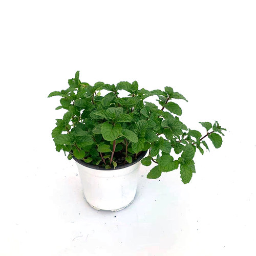 可食用薄荷盆栽【30种口味】Mentha香草植物留兰香阳台种植 - 图3