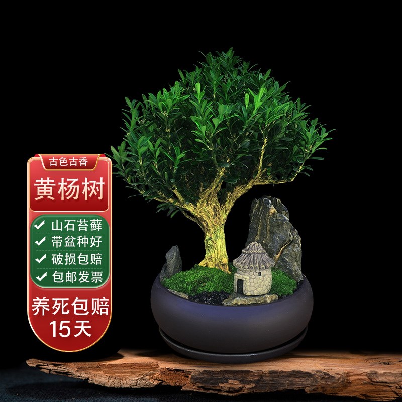 黄杨景观树绿植室内盆栽四季好养客厅树桩盆栽茶桌高端小造型盆景 - 图0