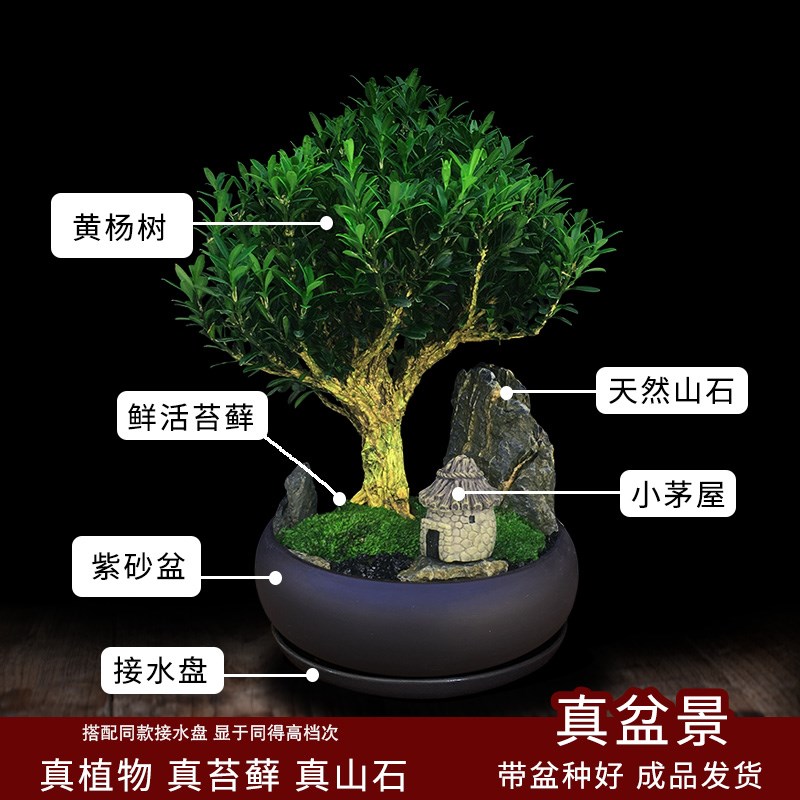 黄杨景观树绿植室内盆栽四季好养客厅树桩盆栽茶桌高端小造型盆景 - 图1