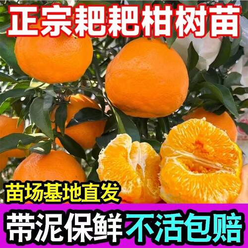 正宗四川春见耙耙柑树苗嫁接柑橘树苗地栽不知丑橘苗当年结果橘子 - 图2