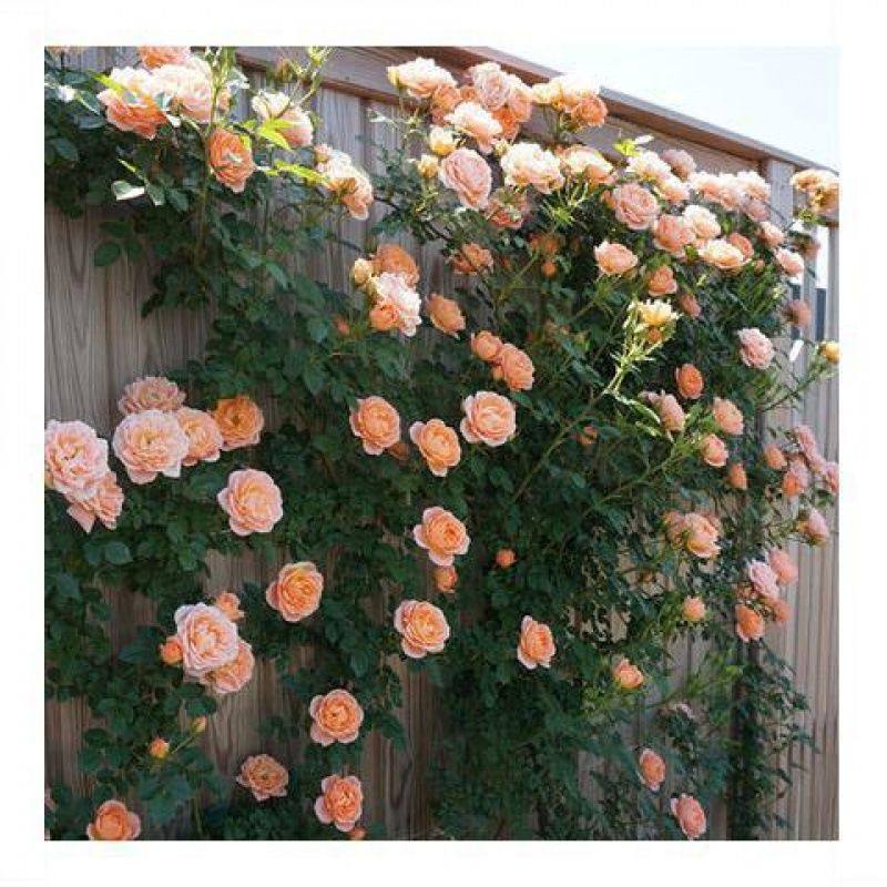 爬藤花卉植物蔷薇花苗藤本月季阳台盆栽玫瑰四季开花欧月花苗,淘宝优惠券,粉丝福利购,淘宝优惠卷