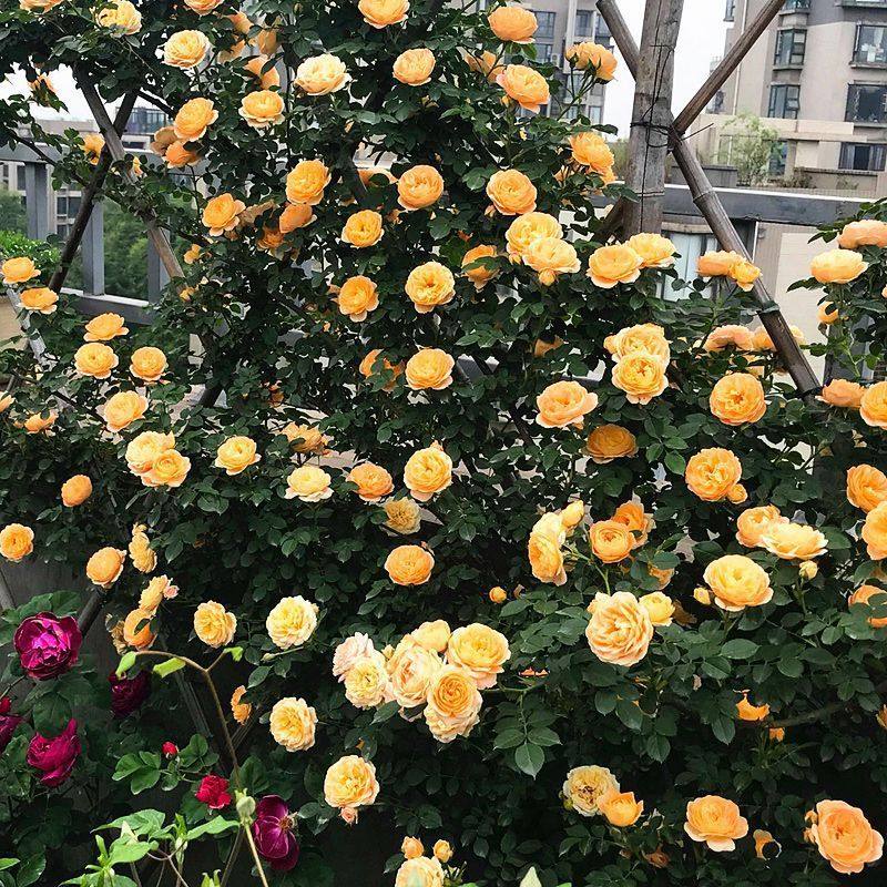 甜梦月季花藤本月季大花浓香四季开花蔷薇大爬藤庭院阳台地栽盆栽,淘宝优惠券,粉丝福利购,淘宝优惠卷