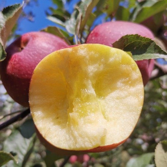 【下单立减50】正宗冰糖心丑苹果红富士苹果新鲜应季水果脆甜多汁,淘宝优惠券,粉丝福利购,淘宝优惠卷