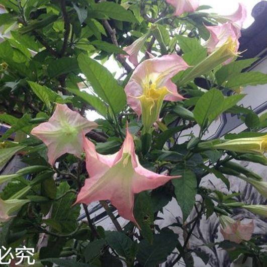 木本曼陀罗花白色黄色粉红色花卉绿植天花曼珠沙华彼岸花小盆栽,淘宝优惠券,粉丝福利购,淘宝优惠卷