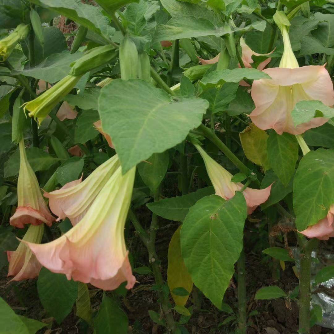 木本曼陀罗花白色黄色粉红色花卉绿植天花曼珠沙华彼岸花小盆栽,淘宝优惠券,粉丝福利购,淘宝优惠卷