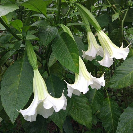 木本曼陀罗花白色黄色粉红色花卉绿植天花曼珠沙华彼岸花小盆栽,淘宝优惠券,粉丝福利购,淘宝优惠卷