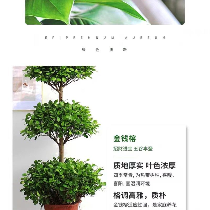 大型盆栽植物金钱榕摇钱树发财树客厅办公室绿植招财树开业植物,淘宝优惠券,粉丝福利购,淘宝优惠卷