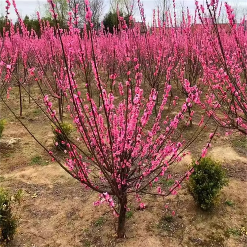 高杆大红梅花树苗庭院别墅耐寒冬季开花卉植物浓香盆栽红梅花苗树 - 图1