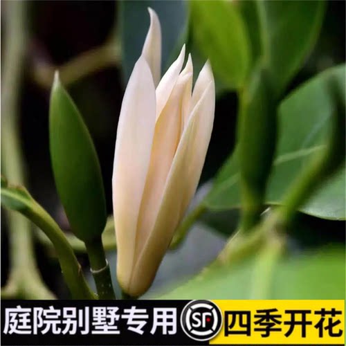 白兰树苗阳台花卉植物盆栽盆栽黄兰花室内庭院地栽大树小苗浓香型 - 图0