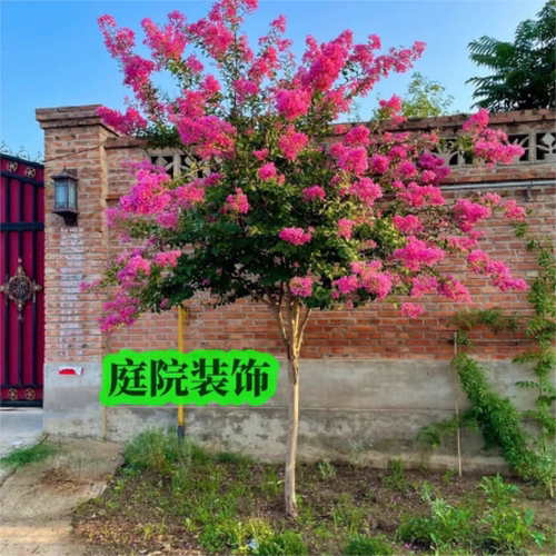 四季耐寒花卉紫薇树苗庭院种植地栽红火箭紫薇观赏花树苗盆栽大树 - 图1