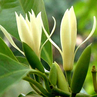白兰树苗阳台花卉植物盆栽盆栽黄兰花室内庭院地栽大树小苗浓香型 - 图2