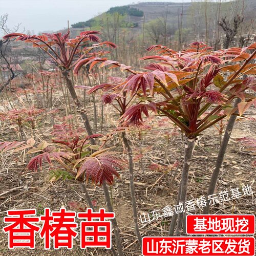 香椿苗树正宗红油香椿树苖食用春芽小苗矮化地栽盆栽四季种植 - 图1
