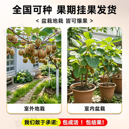 猕猴桃树果苗红心软枣猕猴桃苗徐香嫁接南北方种植庭院水果树果苗 - 图1
