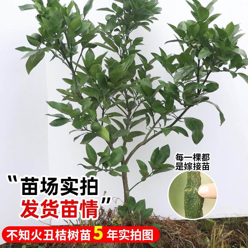 正宗四川丑橘春见耙耙柑果树苗水果种植粑粑柑丑桔橘子树果苗地栽,淘宝优惠券,粉丝福利购,淘宝优惠卷