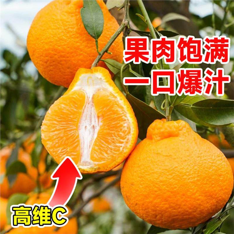 正宗四川丑橘春见耙耙柑果树苗水果种植粑粑柑丑桔橘子树果苗地栽,淘宝优惠券,粉丝福利购,淘宝优惠卷