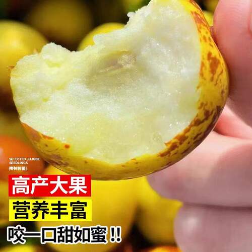 冰糖脆枣树活苗沾化冬枣树大枣超甜南方北方耐寒特大盆栽冬枣苗树 - 图3