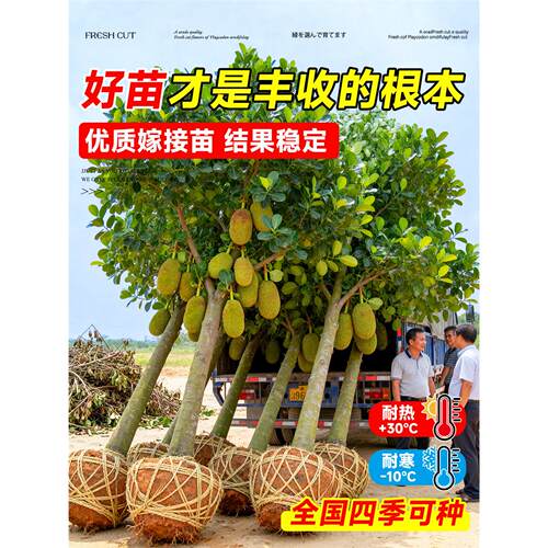 菠萝蜜树树苗嫁接果树果苗大树当年结果四季庭院盆栽地栽耐寒榴莲 - 图1