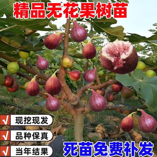 无花果树果苗特大果波姬红无花果苗树苗盆栽当年结果无花果树树苗 - 图0