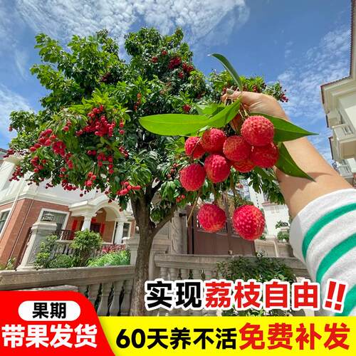 荔枝树苖无核桂味果树盆栽妃子笑嫁接水果树苗糯米糍果苗当年结果 - 图1