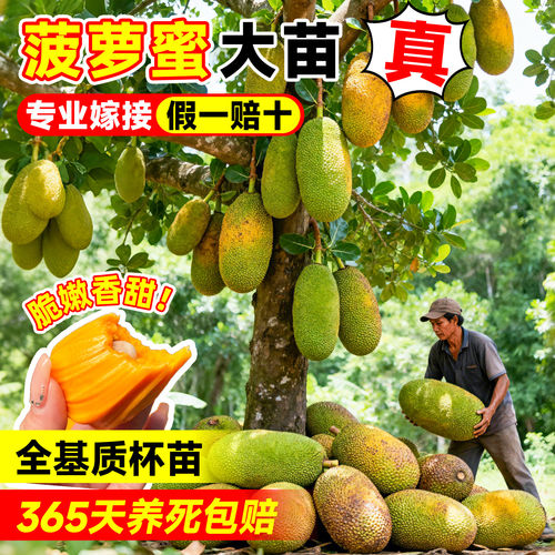 菠萝蜜树树苗嫁接果树果苗大树当年结果四季庭院盆栽地栽耐寒榴莲 - 图3