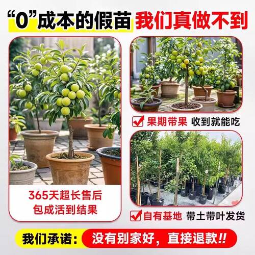 蜂糖李子树苗三华脆李子苗新品种大红袍特大号南方北方种植西梅苗 - 图0