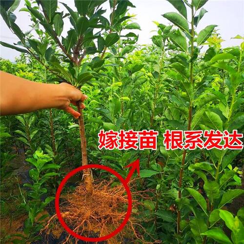 蜂糖李子树苗三华脆李子苗新品种大红袍特大号南方北方种植西梅苗 - 图3