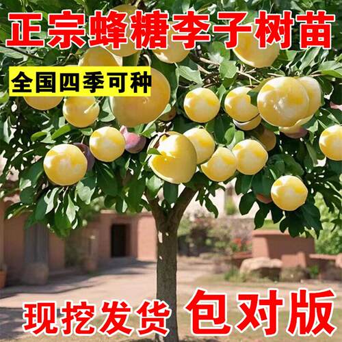 正宗蜂糖李子树苗三华李子苗恐龙蛋新品种西梅南方北方种植脱骨李 - 图0