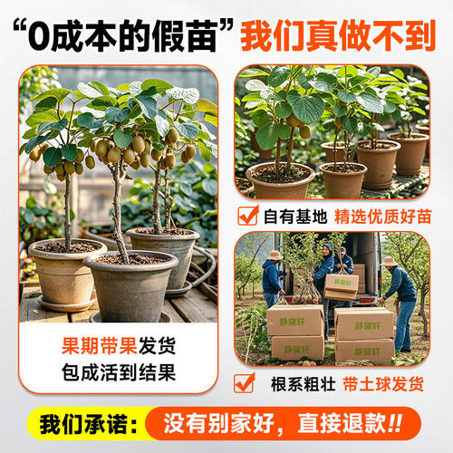 猕猴桃树果苗红心软枣猕猴桃苗徐香嫁接南北方种植庭院水果树果苗 - 图0