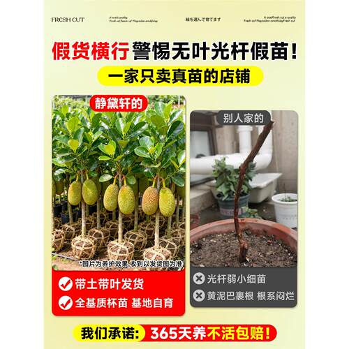 菠萝蜜树树苗嫁接果树果苗大树当年结果四季庭院盆栽地栽耐寒榴莲 - 图0