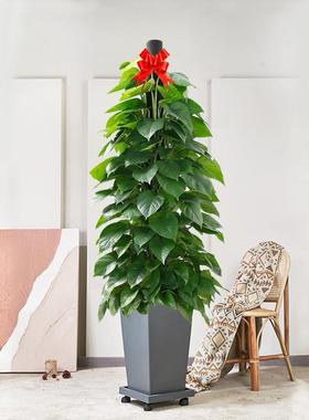 绿植客厅大盆绿箩室内去甲醛植物四季好养易活花卉绿萝柱盆栽龙全