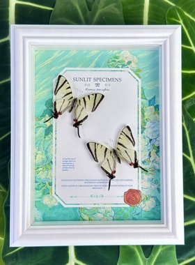 晴天蝴蝶梵高系列标本装饰摆件